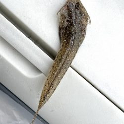 今週も落ちギス狙って早朝ちょい投げ！